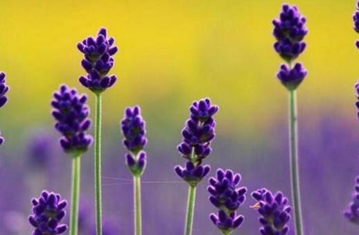 薰衣草精油的功效与作用 对于美容与睡眠有很大的帮助