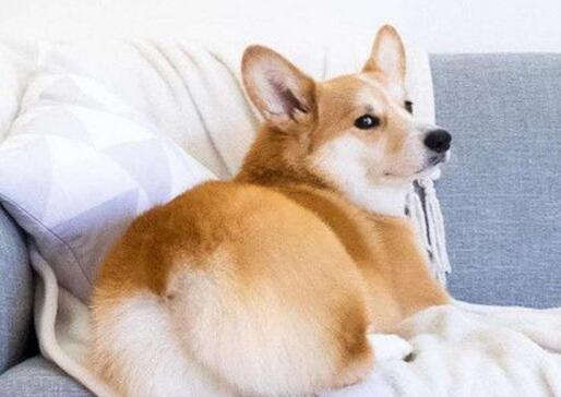 柯基臀是啥 教你快速练出来柯基臀