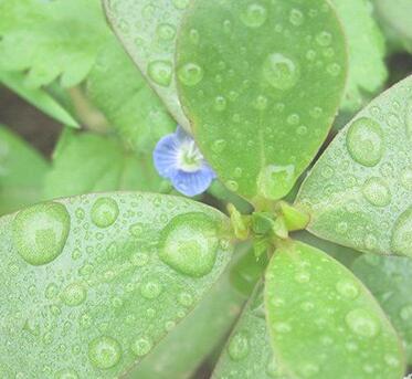 王安石拒绝坐轿子 不能把人当牲口使