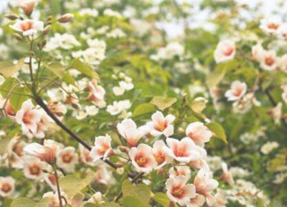 什么植物防蚊效果最好 哪些可以放在卧室