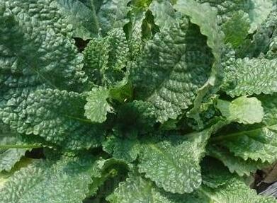 鲜咸菜 鲜黄花菜这些食物不能新鲜吃