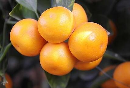 金桔富含维生素A和维生素D