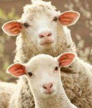 十羊九不全是什么意思 关于属羊的说法有哪些