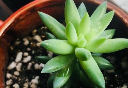 多肉植物怎么养才漂亮长得快