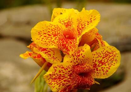 蝴蝶兰的作用-蝴蝶兰怎么养殖