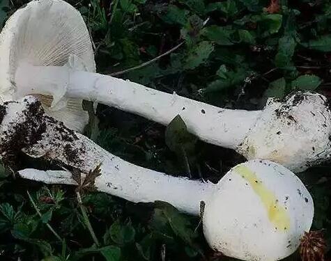 吃下这口白蘑菇 你就几乎成了活死人