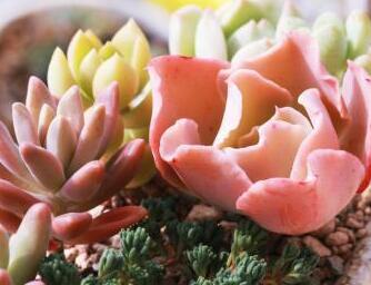 多肉植物春季该怎么养 该怎么浇水