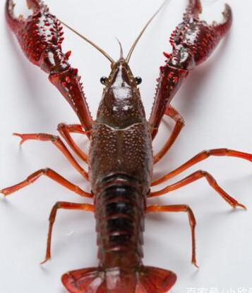 教你如何正确的清洗小龙虾