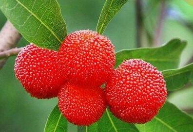 杨梅怎么洗最干净 杨梅里面的小白虫可以吃吗