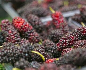 桑葚具有的这些好处 适当食用相当有益