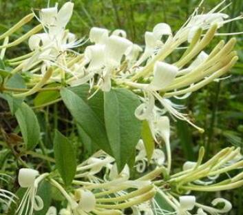 金银花的作用和功效都有哪些呢