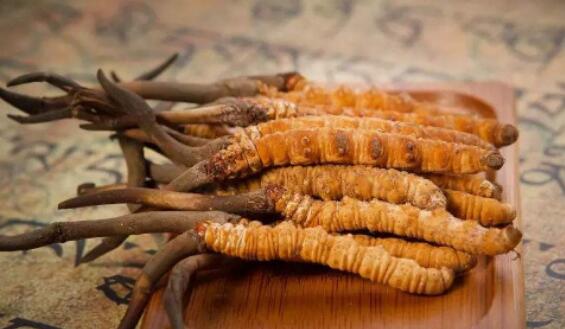 冬虫夏草怎么吃 冬虫夏草有什么功效