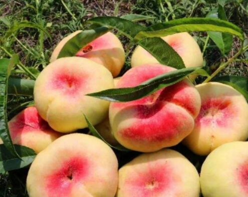 毛桃孕妇可以吃吗 毛桃的功效与作用