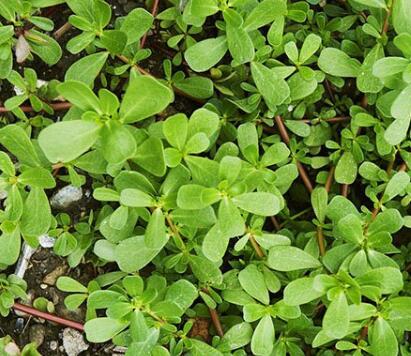 马齿苋的功效与作用 马齿苋排毒瘦身吗