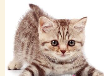 梦见猫是有什么预兆-周公解梦