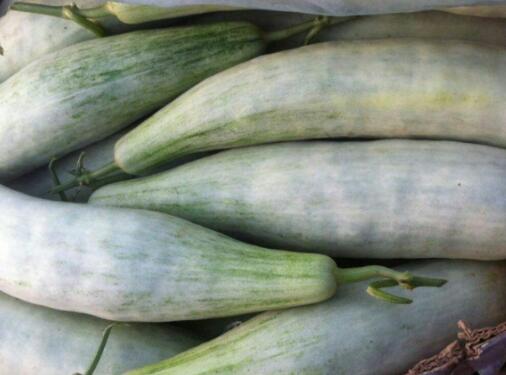 教给你3个技巧 怎样挑选的羊角蜜又甜又脆！