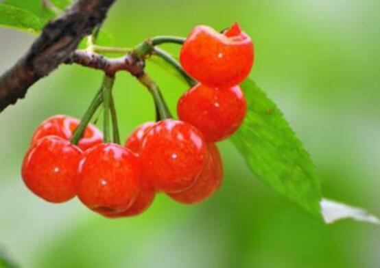 樱桃吃多了会怎么样 容易上火吗