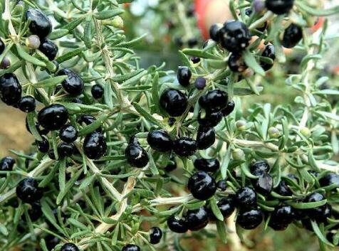 黑枸杞泡水喝，对身体有5个好处，但应注意这5个事项