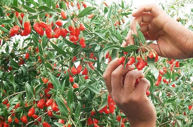 枸杞最营养的吃法，滋补肝肾，枸杞好处多又多！