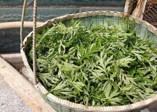 煮鸡蛋时，放上这种草！这种草还能抗癌，真该早点知道