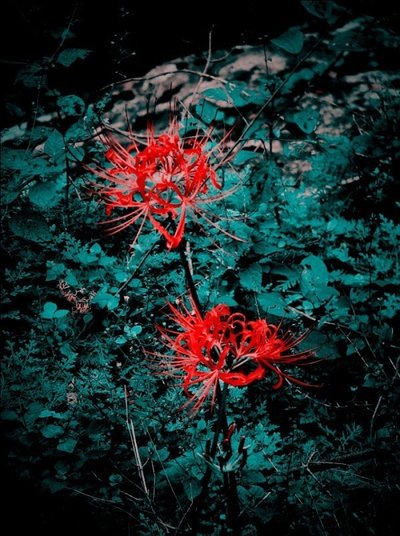 彼岸花开，缘定生死（再写彼岸花）