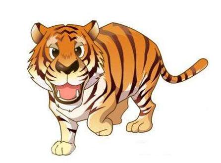 属虎2019运势：十二生肖中属虎的人2019年运程如何？