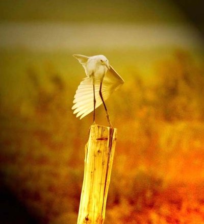 两人都在彼此信件中 约定要做一辈子朋友 　　