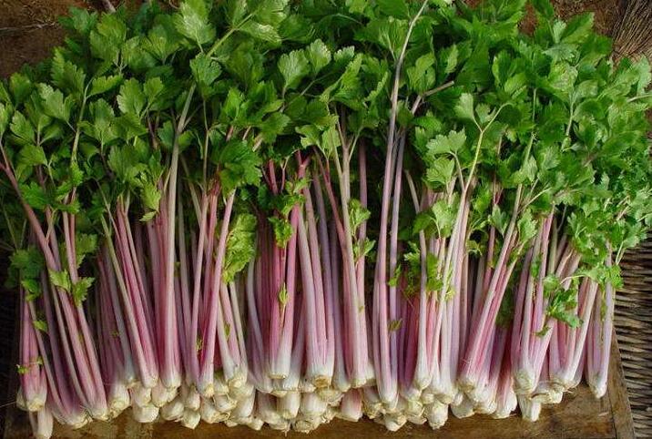 红芹菜的功效与作用 教你红芹菜怎么做