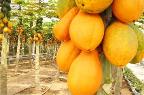 夏天多吃这4种水果 调理肝脏美容养颜