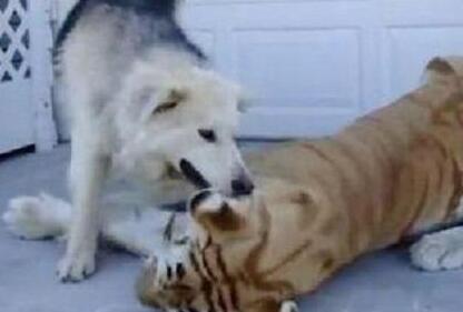 虎落平阳中的平阳指的是什么地方 是谁引起的这个故事呢？