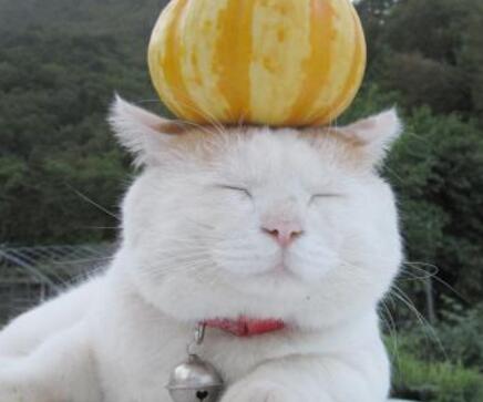 晚餐怎样吃能减肥 晚餐只吃水果能减肥吗？