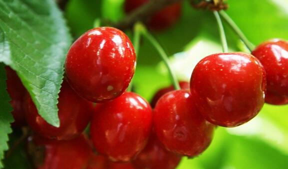 樱桃真的能泡出虫吗——樱桃有什么营养价值与功效