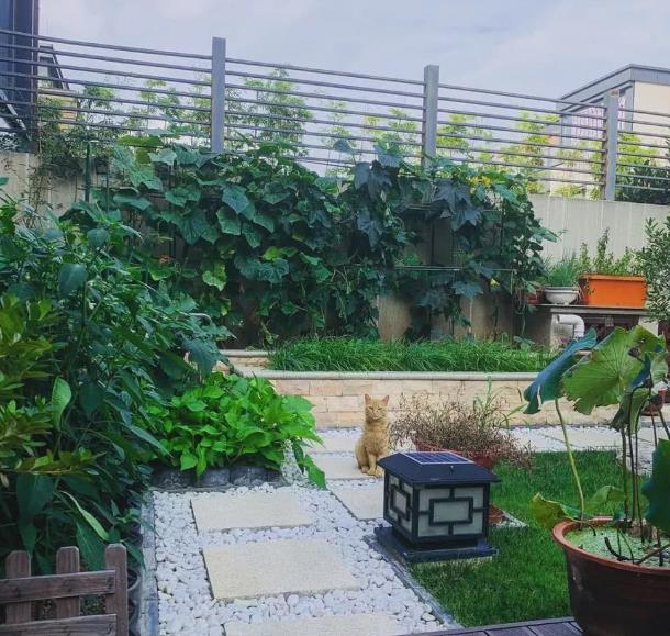 倪妮晒流浪猫意外曝光豪宅 网友 好漂亮的小花园