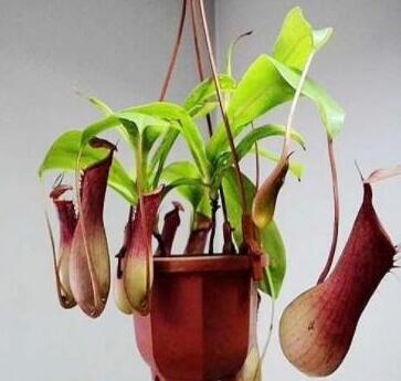     猪笼草这样养护才好 看完养得肥肥的