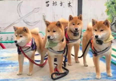 在向往的生活中王珞丹官宣领养瓢哥 4只小狗均有了明星“父母”