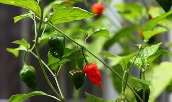 全世界最辣的辣椒 选手吃下13个卡罗莱纳死神后全身燃起了大火