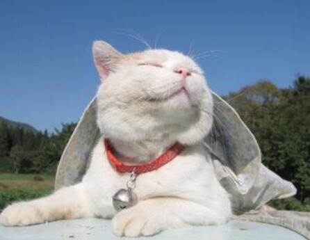 小时候喜欢夏之星 长大后我们却成了欧雅若。