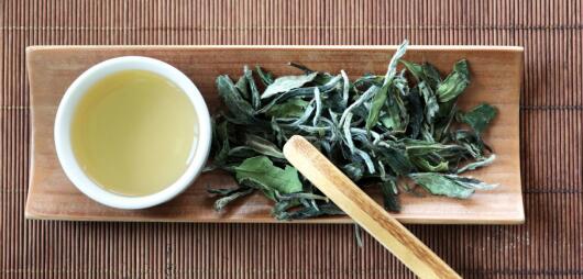 白茶为什么要叫白茶-白茶功效与作用及禁忌