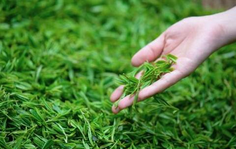 龙井茶的产地在哪 龙井茶该怎么挑选