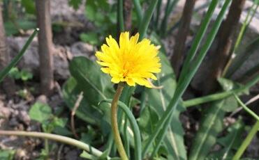 蒲公英茶的功效与作用-蒲公英茶哪些人不宜喝