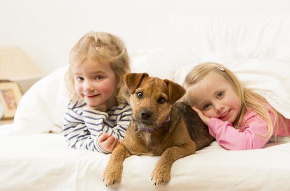 怎么照顾新买幼犬 入手幼犬之前需要准备什么