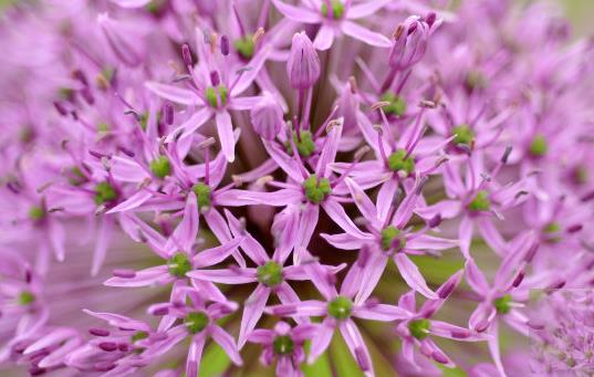 37岁高龄孕妇 amh0.56 没有卵泡 试管6促3移终于成功