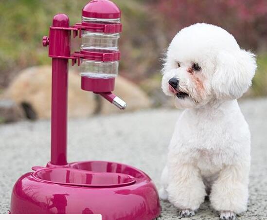 初次养狗都需要准备哪些东西 养狗新手应为狗准备的物品