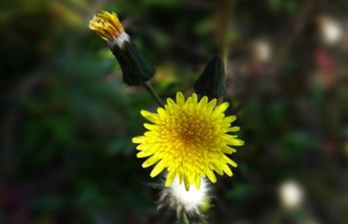 线雕到底是什么 可不可靠 安全性怎么样 