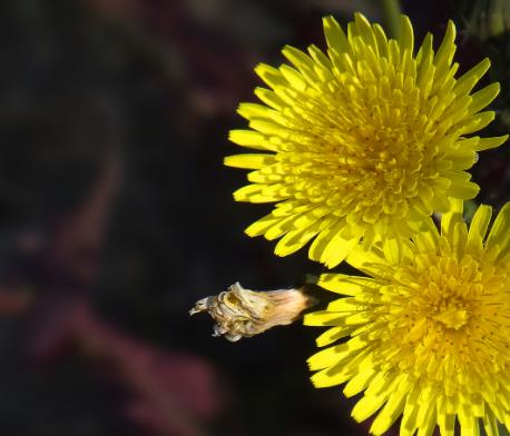 中医也可以养颜 可以尝试这些中药养颜茶