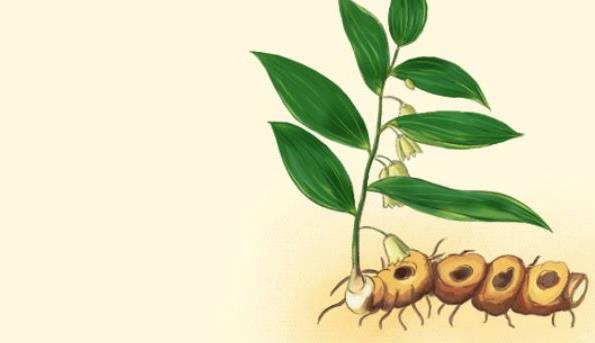 肾结石痛苦不堪 有哪些中药偏方可以排肾结石