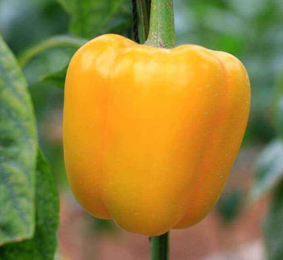 食物养生很重要 不妨多食10种食物 滋补身体越来越健康