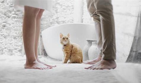 怀孕不能养猫 宝宝会畸形的吗 这是谣言！