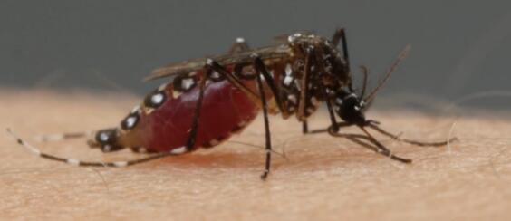 你知道蚊子的危害吗 卧室放个啤酒瓶就能驱蚊了