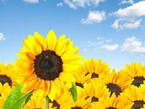 什么是自体中毒症 护理时要注意什么？